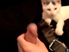 Cute guy plays alongside his kitten and jerks off